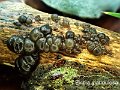 Exidia glandulosa-amf793